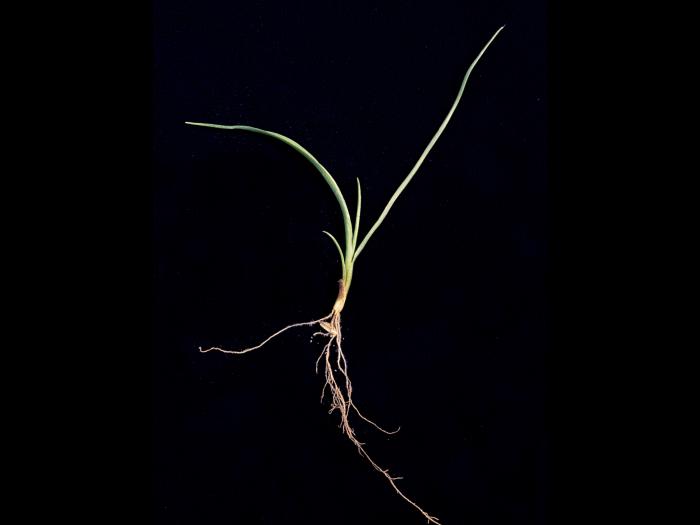 Ivraie vivace (Lolium perenne)_2