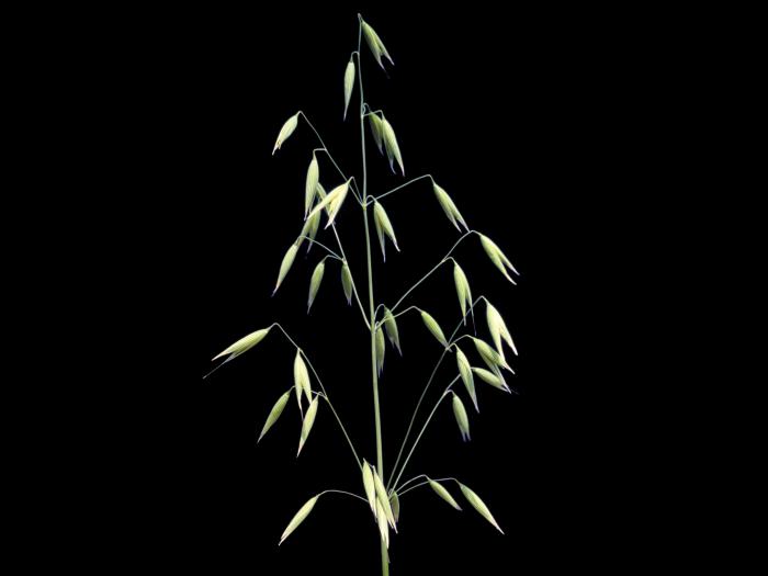 Avoine cultivée(Avena sativa)_1