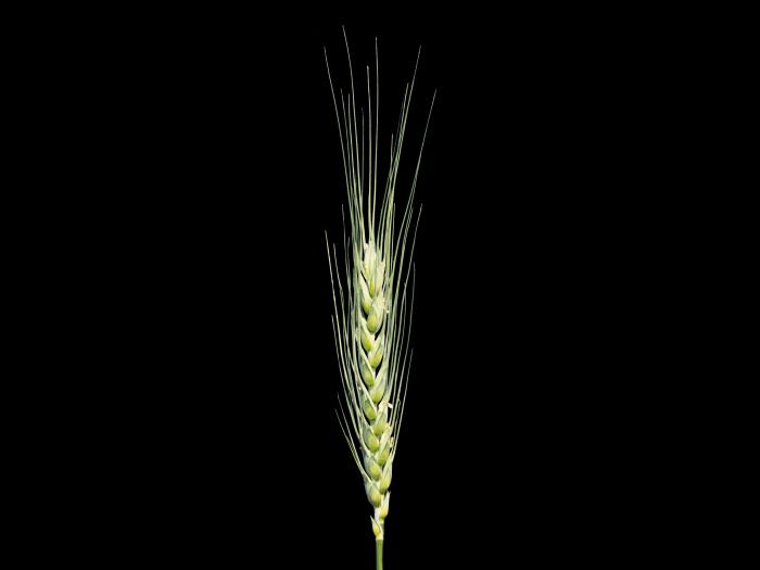 Blé commun(Triticum aestivum)_3