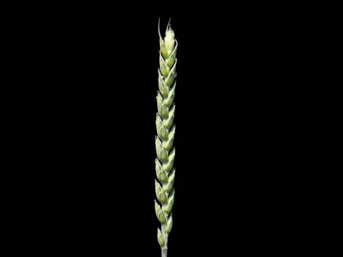 Blé commun(Triticum aestivum)_4