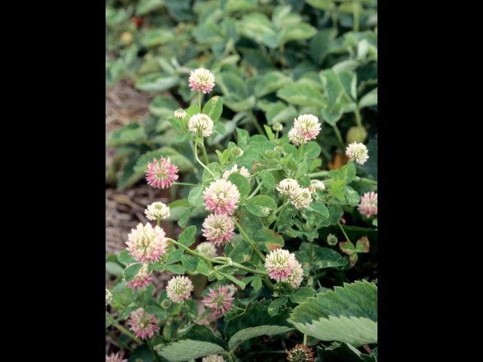 Trèfle alsike(Trifolium hybridum)_1