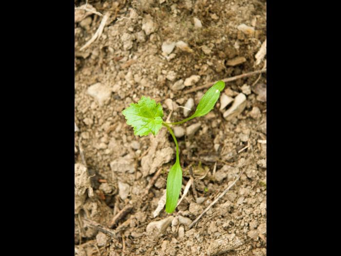 Berce Caucase(Heracleum mantegazzianum)_15