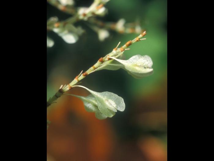 Renouée Japon (Reynoutria japonica)_3