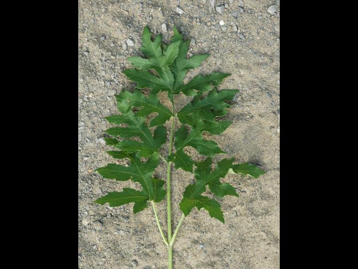 Berce commune(Heracleum sphondylium)_3