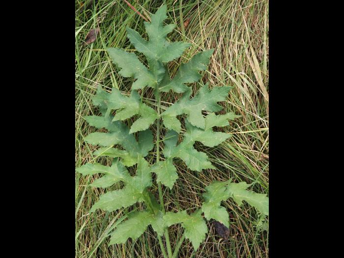 Berce commune(Heracleum sphondylium)_10