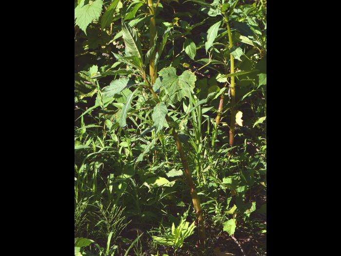 Impatiente glanduleuse (Impatiens glandulifera)_1