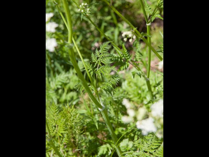 Anthrisque des bois(Anthriscus sylvestris)_1