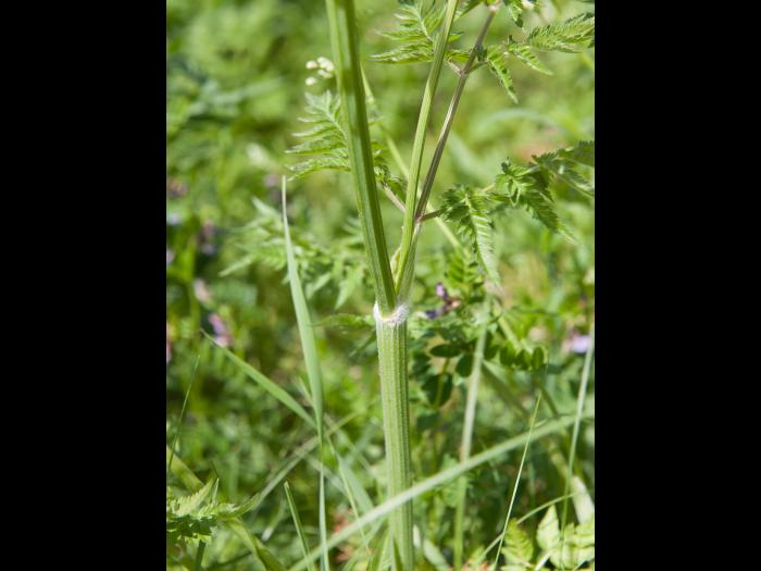 Anthrisque des bois(Anthriscus sylvestris)_3
