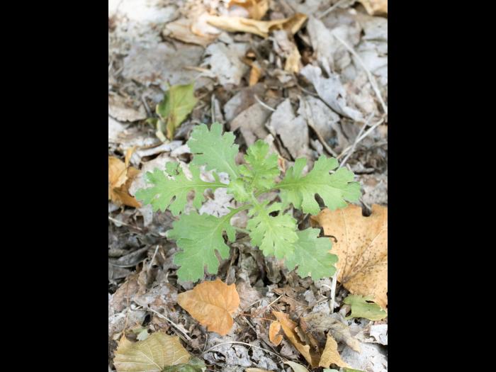 Seneçon visqueux (Senecio viscosus)_4