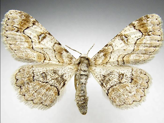 Arpenteuse à taches (Iridopsis ephyraria)