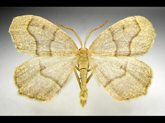 Arpenteuse pruche (Lambdina fiscellaria fiscellaria)_1