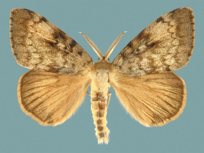 Spongieuse (Lymantria dispar)_3