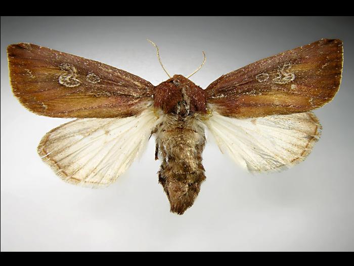 Chenille zébrée (Melanchra picta)_3