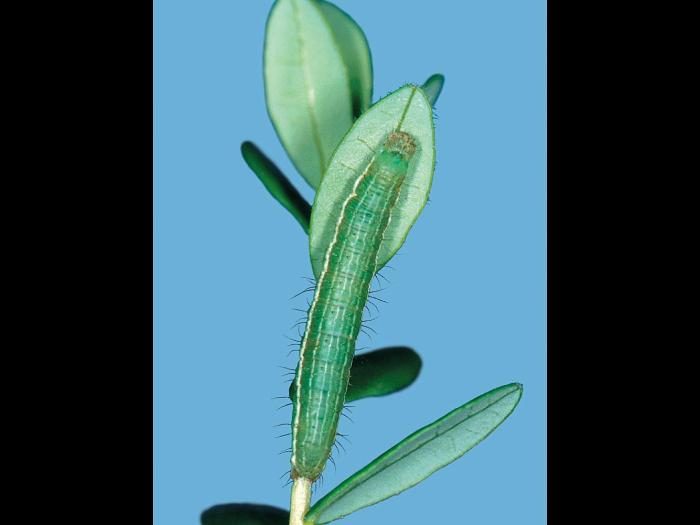 Fausse-arpenteuse de Putnam (Plusia putnami)_2