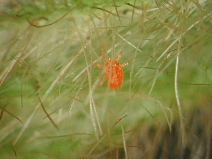 Trombidiidés (Trombidiidae)