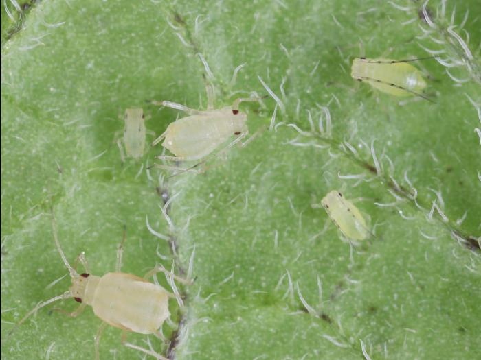 Puceron vert du pêcher (Myzus persicae)_1