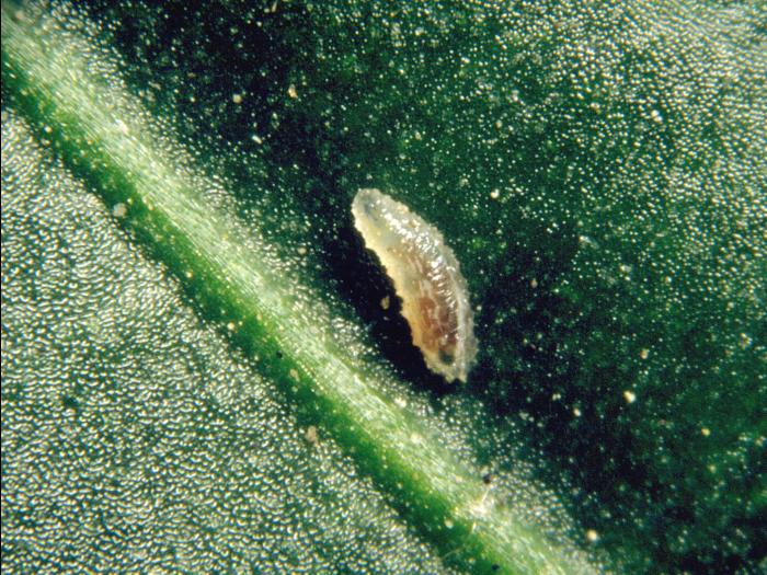 Feltiella acarisuga_4