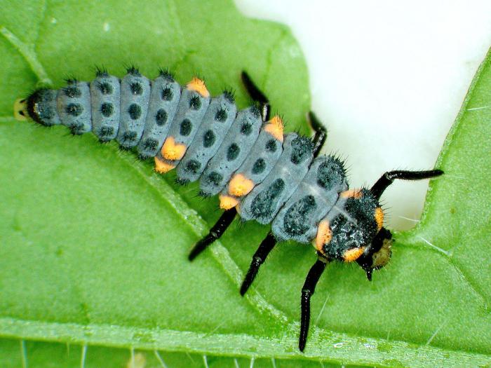 Coccinelle à sept points (Coccinella septempunctata)