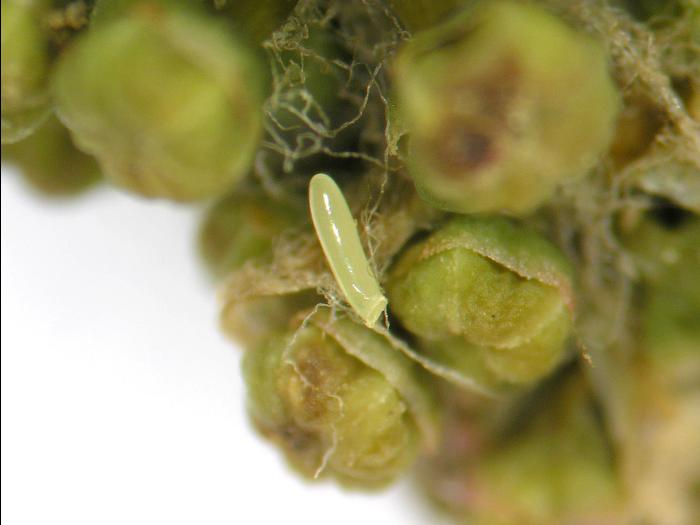 Punaise terne (Lygus lineolaris)_1