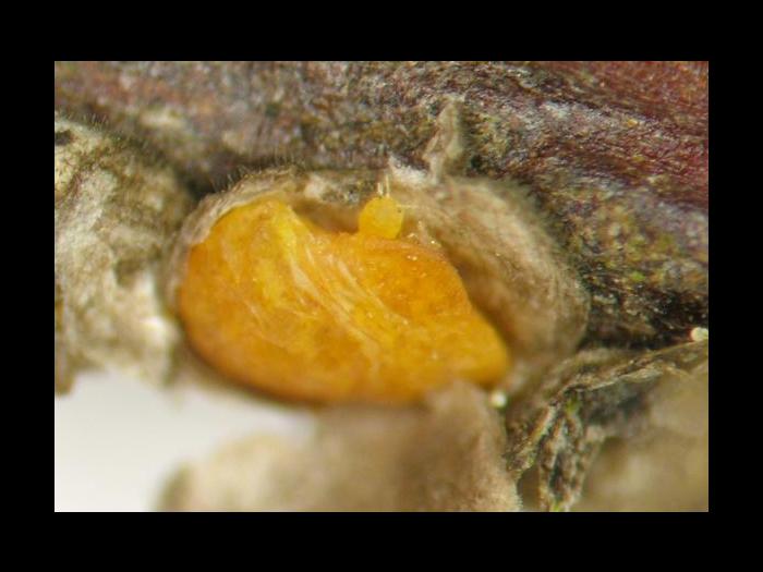 Cochenille de Dearness (Rhizaspidiotus dearnessi)_3