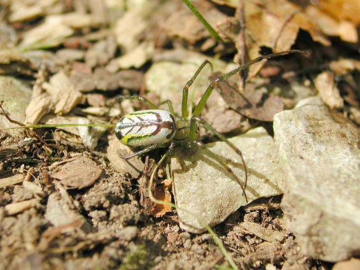 Tétragnathidés (Tetragnathidae)