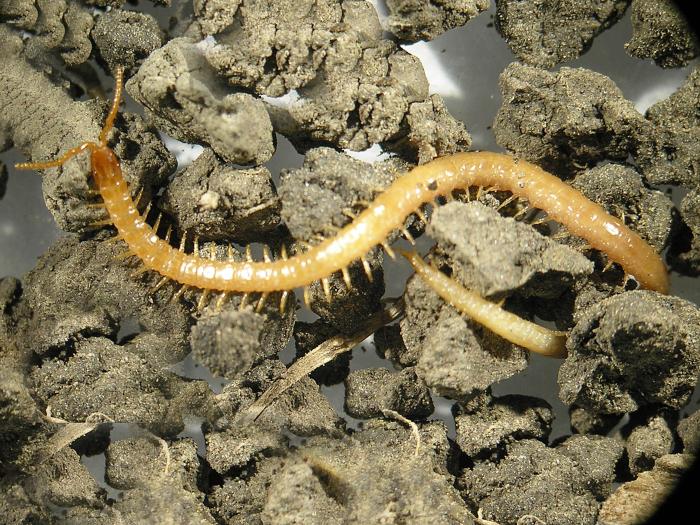 Centipèdes (Chilopodes)