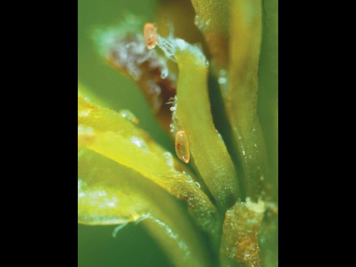 Cécidomyie des atocas (Dasineura oxycoccana)_9