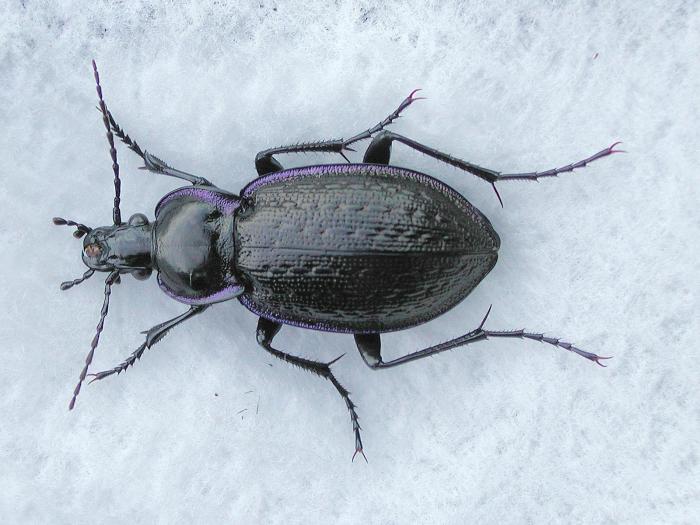 Carabus serratus_1