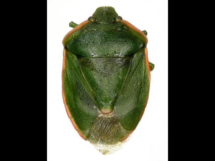 Chlorochroa persimilis_1