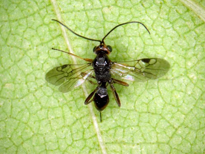 Braconidés (Braconidae)