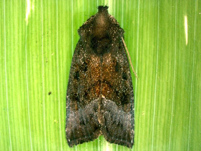 Perce-tige tacheté (Papaipema nebris)_6