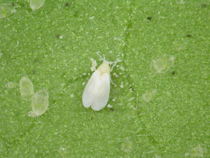 Aleurode serres (Trialeurodes vaporariorum)_7