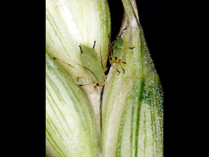 Puceron des céréales (Sitobion avenae)_3