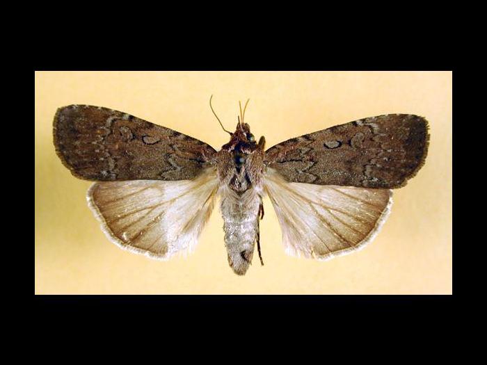 Ver-gris clandestin (Spaelotis clandestina)_4