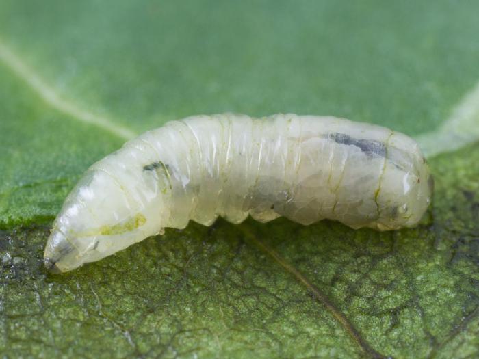 Mineuse de la betterave (Pegomya betae)_2