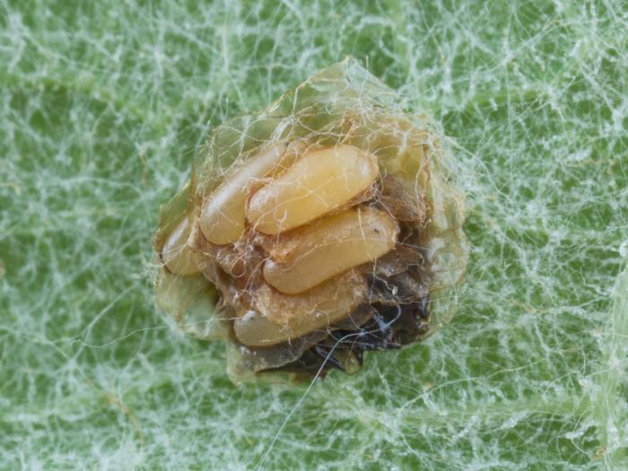 Casside verte (Cassida rubiginosa)_2