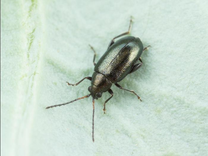 Altise crucifère (Phyllotreta cruciferae)_3