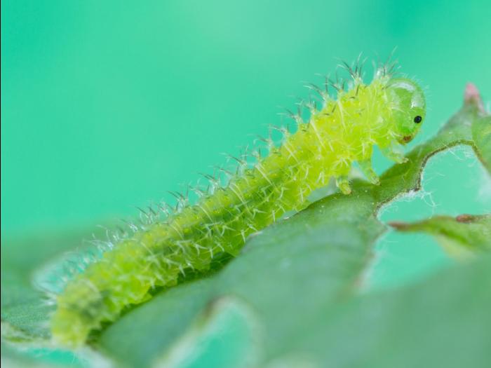 Tenthrède du framboisier (Monophadnoides geniculatus)_1