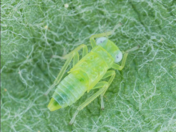 Cicadelle de la pomme de terre (Empoasca fabae)_2