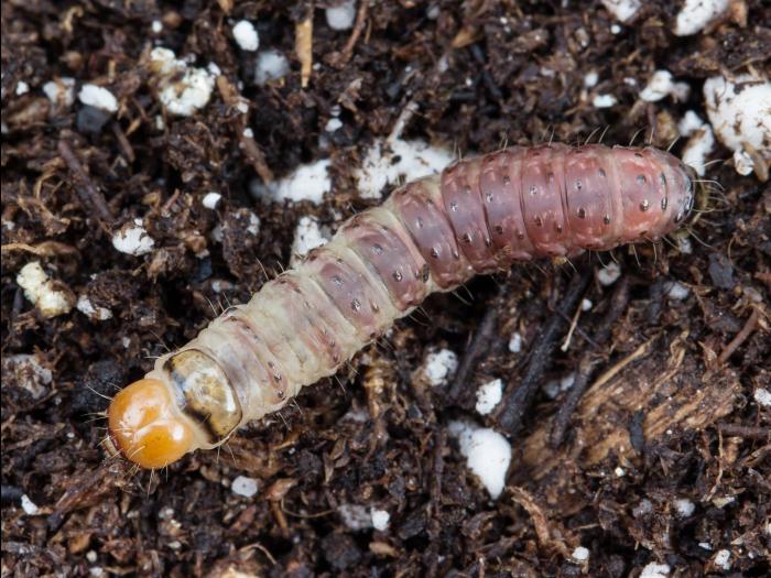 Perce-tige tacheté (Hydraecia micacea)_5