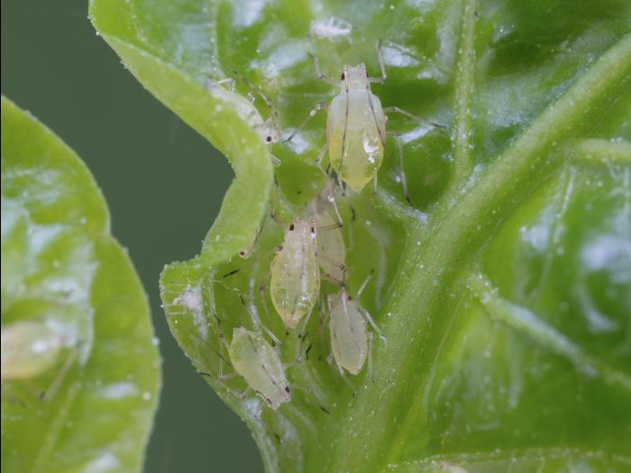 Puceron de la digitale (Aulacorthum solani)_1