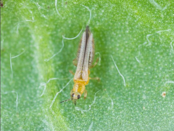 Thrips des petits fruits (Frankliniella occidentalis)_5