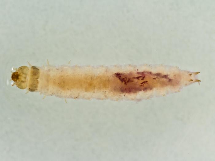 Stelidota geminata (Stelidota geminata)_3