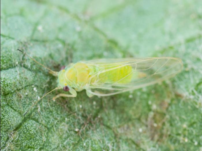 Psylle du pommier (Cacopsylla mali)_3