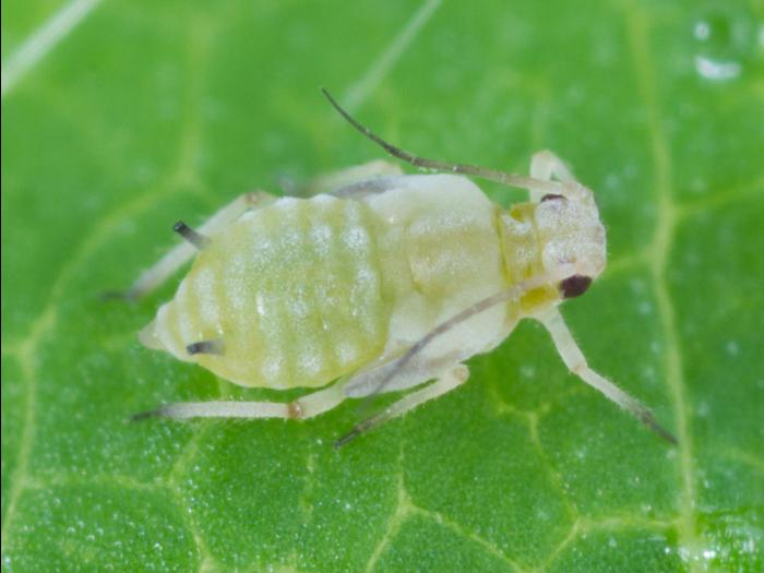 Puceron du soya (Aphis glycines)_10