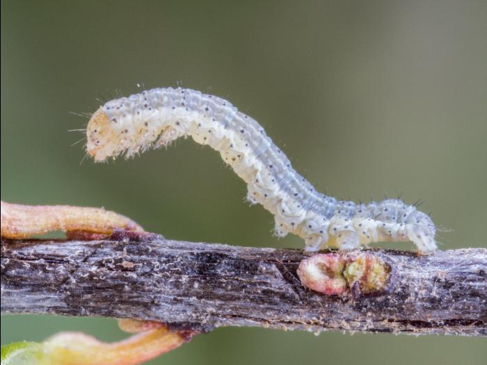 Fausse légionnaire (Xylena nupera)_3