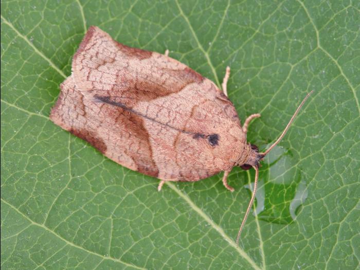 Tordeuse à bandes obliques (Choristoneura rosaceana)_9