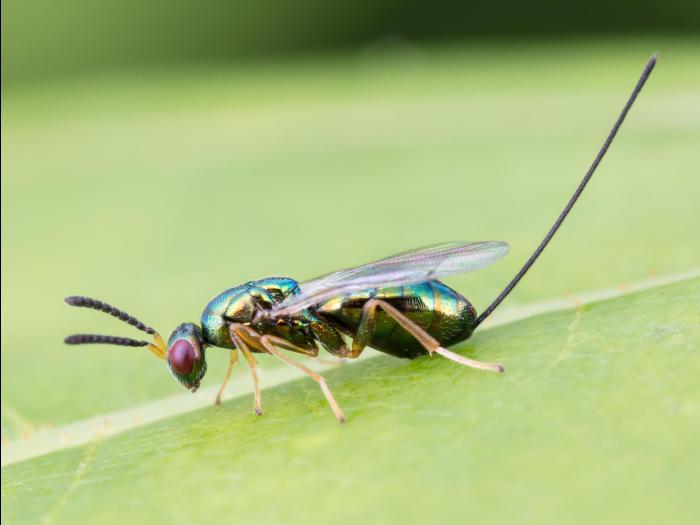Chalcis du pommier (Torymus varians)_4