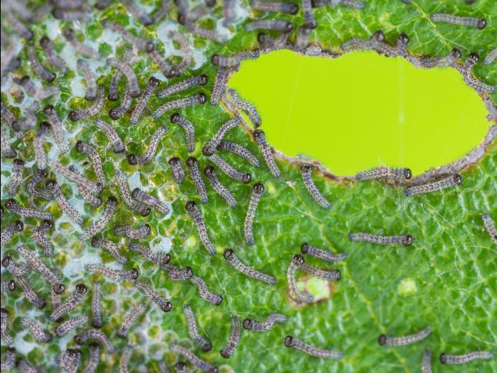 Fiancée (Noctua pronuba)_9