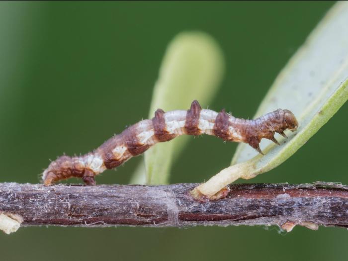 Arpenteuse pointes (Nematocampa resistaria)_4